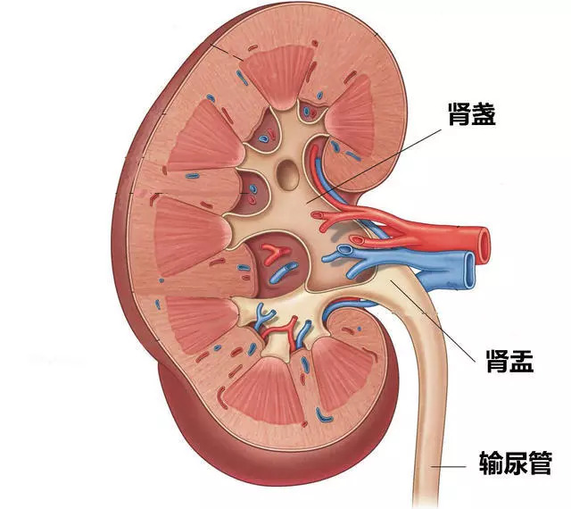 系统—肾脏(其中包括集水容器—肾盏和肾盂,排水管道—输尿管