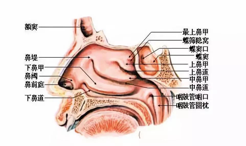 科普一个鼻孔出气实锤连你的鼻孔都是轮班制的