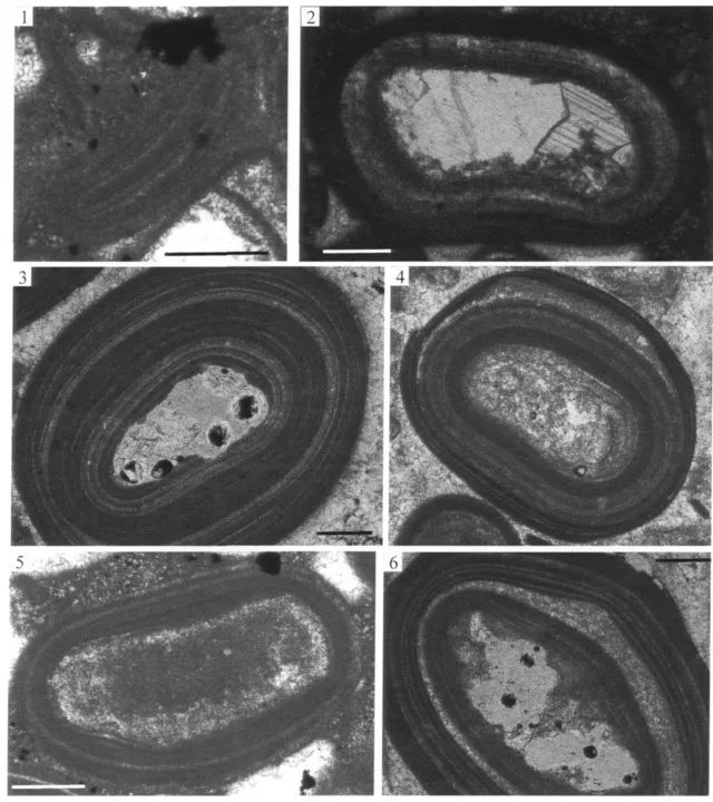 25-2mm),常见的鲕粒为粗砂级(0.5-1mm),大于2mm和小于0.