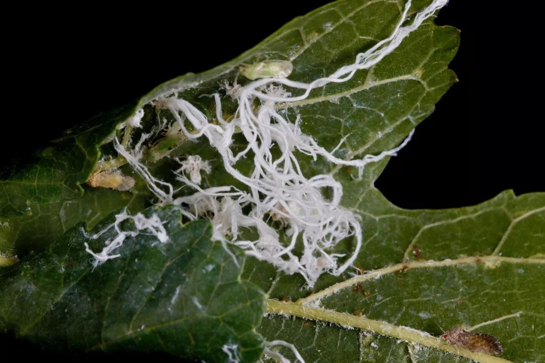 见到成群飞虫不要慌把它们炸至金黄