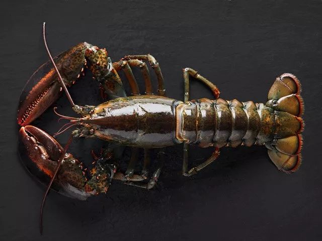 一斤重的波士顿大龙虾从北大西洋送到你手中还是活的