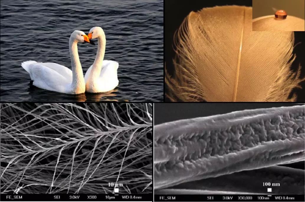 海洋超疏水超亲油油水分离材料还你一朵清澈的浪花