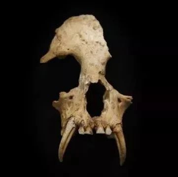 研究团队在秦始皇祖母夏太后的古墓中,发现了长臂猿的头骨和下颌骨