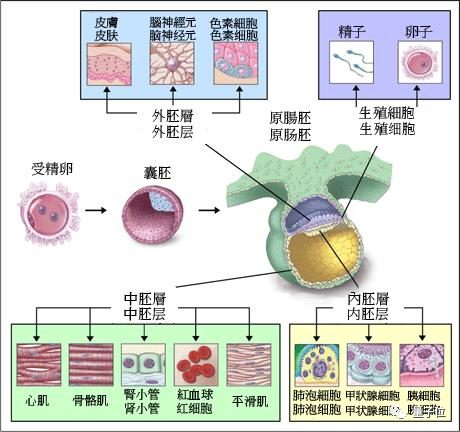 原肠胚期示意图图片