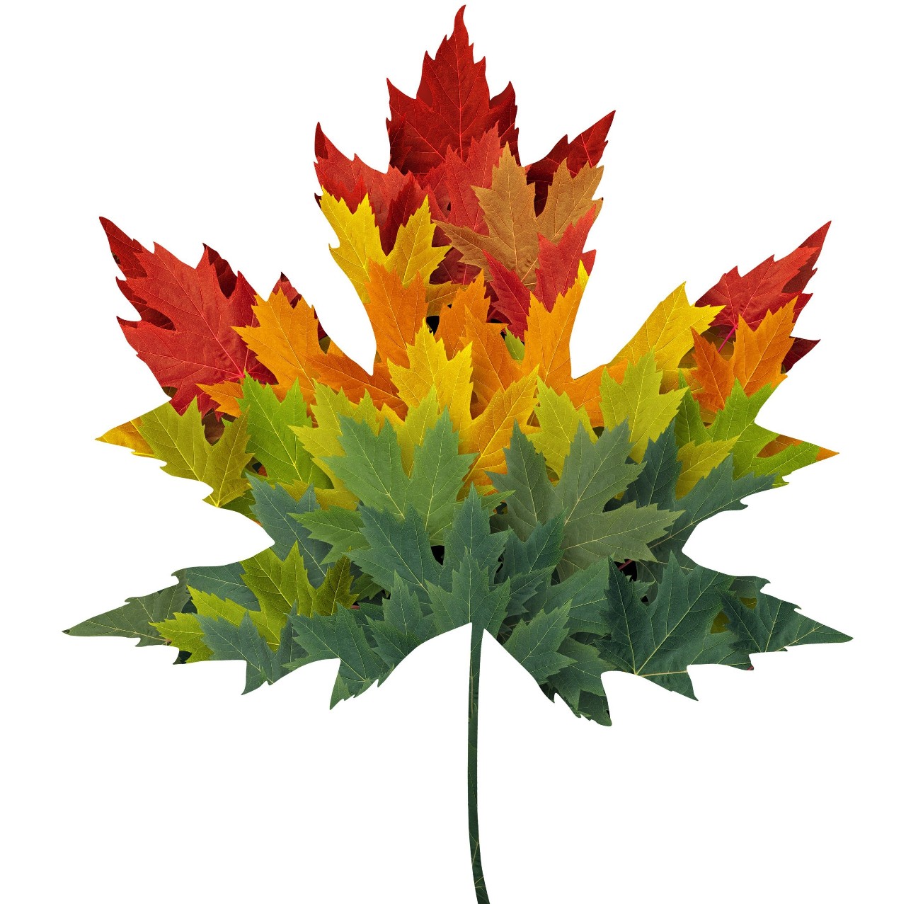 面对夏去秋来的自然规律,枝头的树叶可能是最好的感应器.