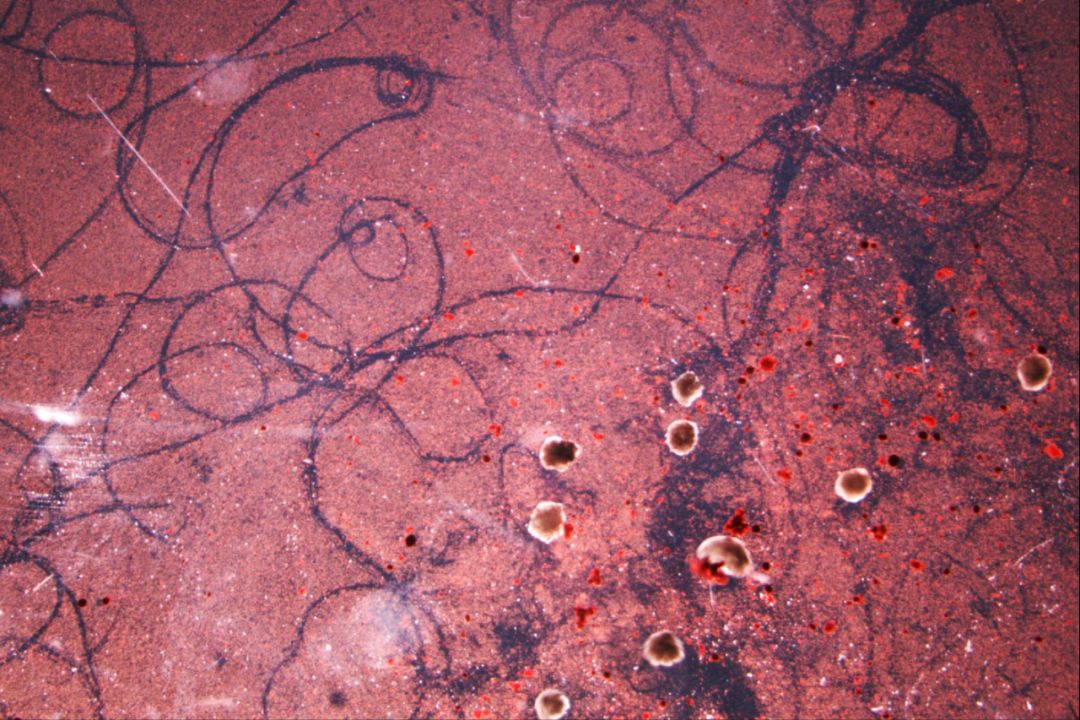 蟾蜍表皮细胞手绘图图片