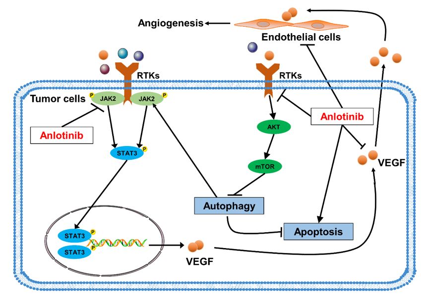 安罗替尼联合自噬抑制剂可通过jak2stat3vegfa通路协同抗肿瘤