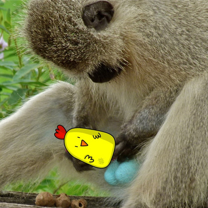 长着蓝蛋蛋的猴子或许是战胜艾滋的关键