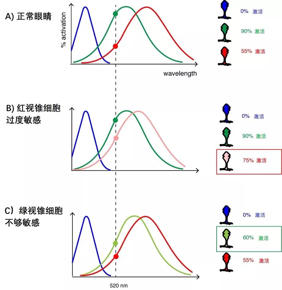 色弱患者的視錐細胞會激活不足或過分激活,讓大腦難以判斷眼鏡看到的