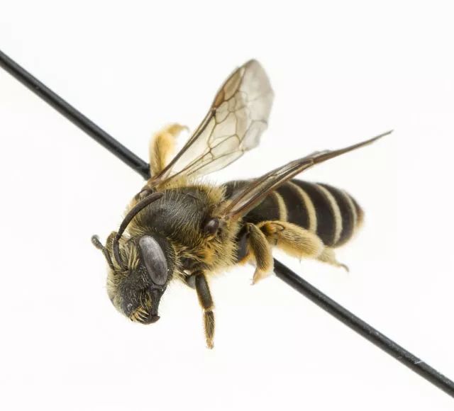 汗蜂(halictus rubicundus)是一种受汗液吸引的昆虫,其祖先是隧蜂科的