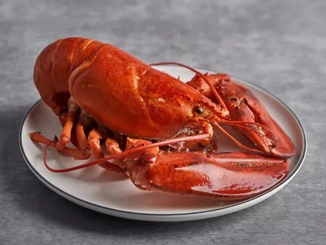一斤重的波士顿大龙虾从北大西洋送到你手中还是活的