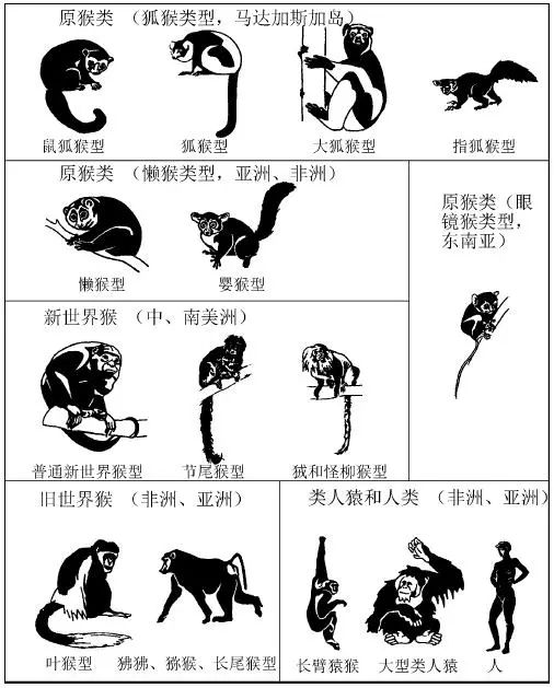 灵长类包括原猴类,新世界猴,旧世界猴,类人猿(包括人类)等自然类群