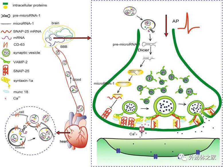 艾靜班濤組心臟外泌體轉運mir1調節snap25減弱海馬突觸小泡的胞吐作用
