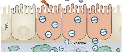 东南大学附属中大医院肾小管上皮细胞分泌外泌体mirna在肾损伤中促进