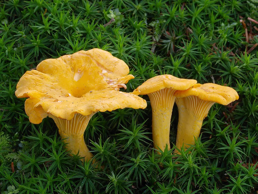 一个有趣的观点认为,一些可食用的无毒蘑菇,学习了毒蘑菇的策略