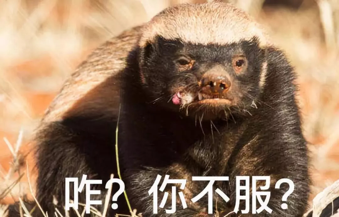 还有江湖传言,平头哥蜜獾从不记仇,因为生性暴躁的它,一般有仇就