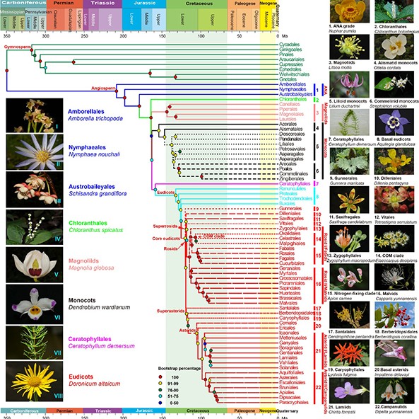 植物进化顺序图图片