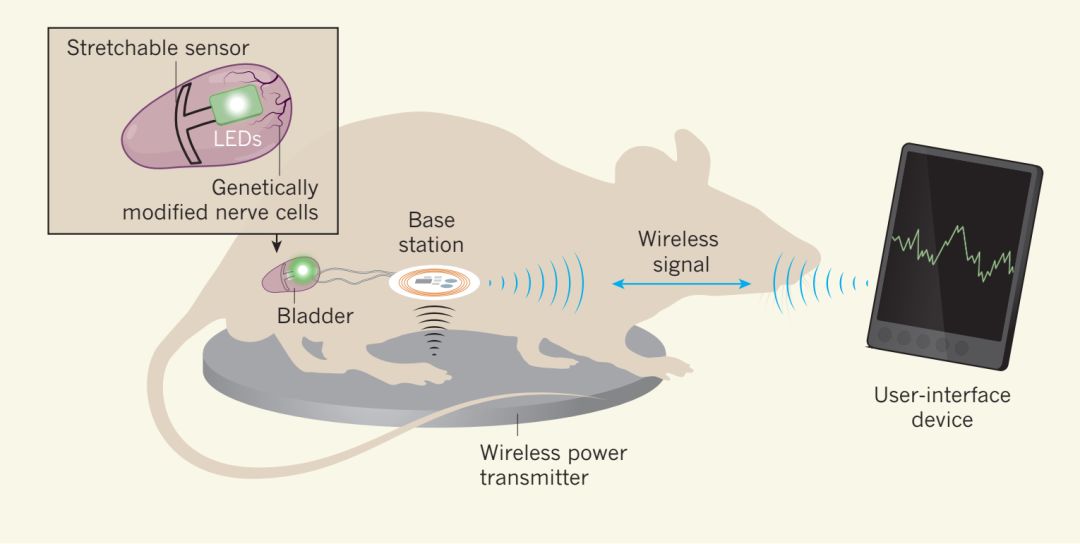 nature丨光遗传学的重要应用神经刺激恢复大鼠膀胱功能