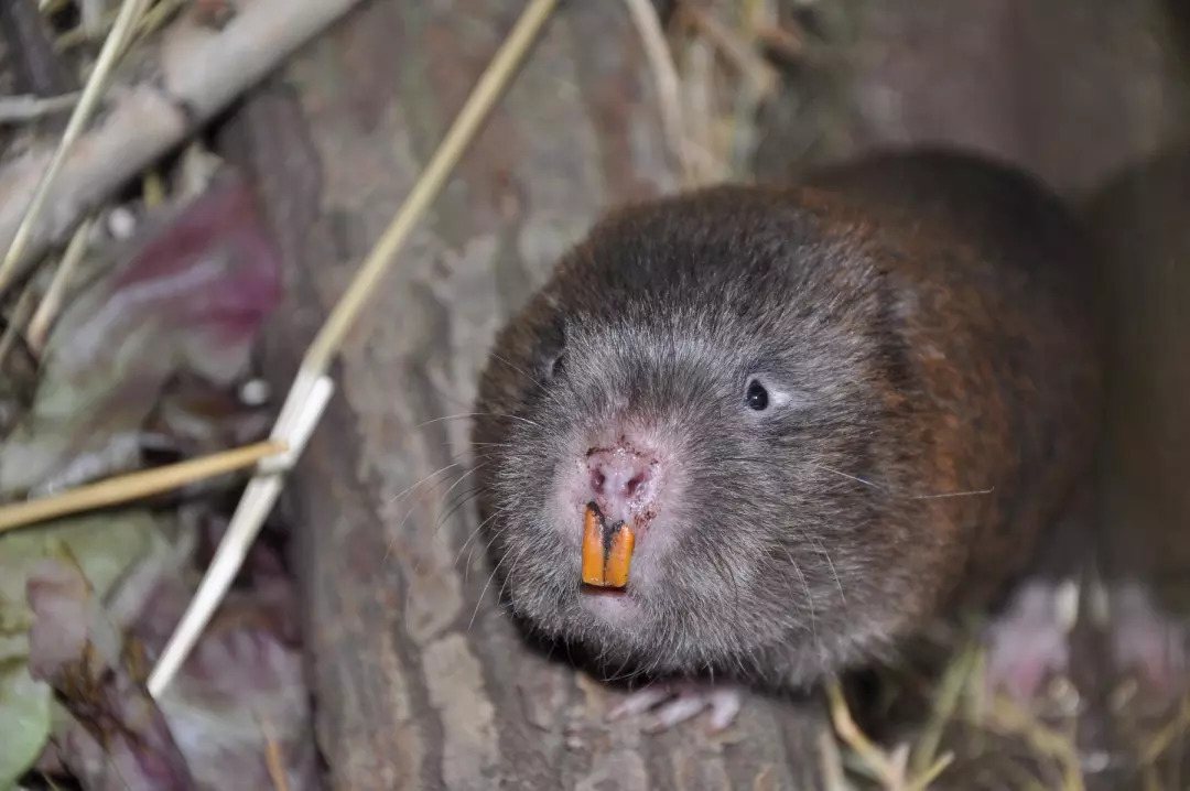 竹鼠我没中暑我没抑郁我不漂亮别红烧我