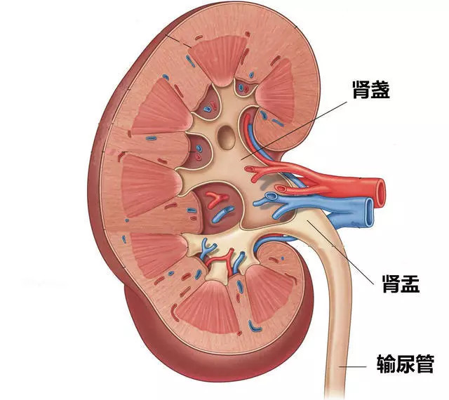 肾脏输尿管膀胱结构图图片