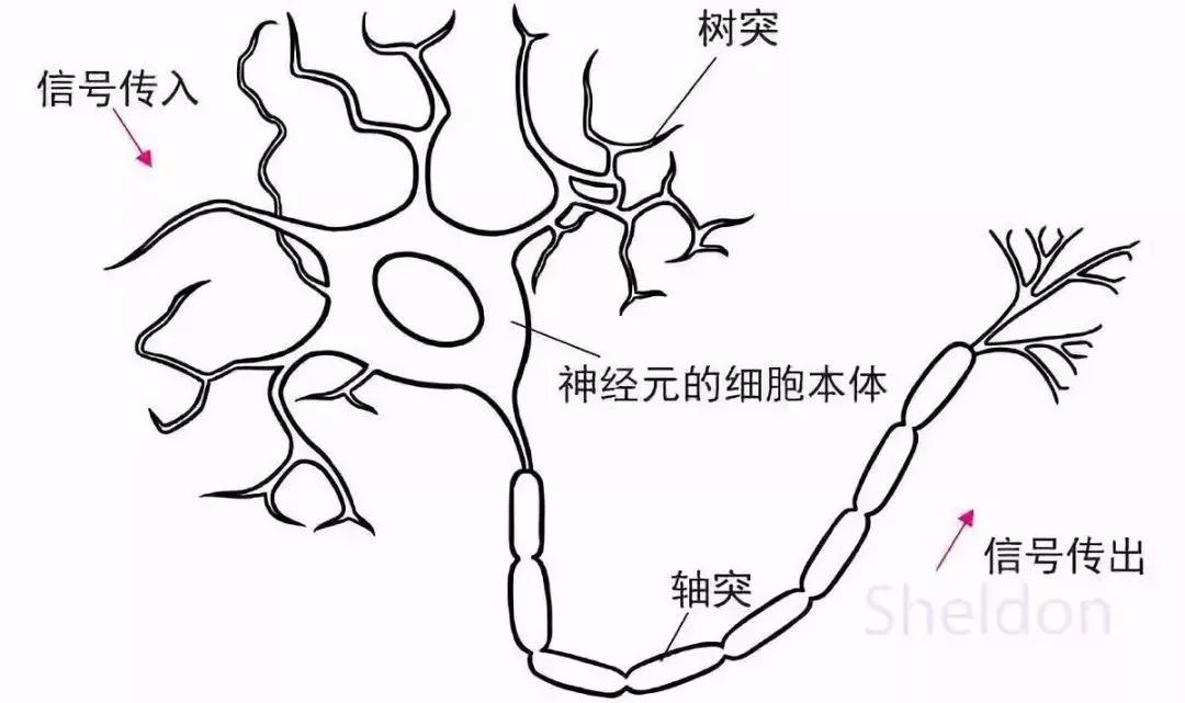 神经元胞体手绘图图片