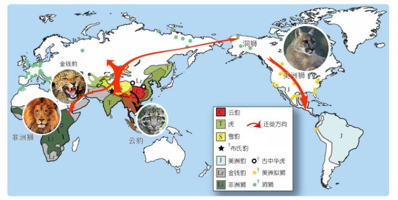 冰河世紀中許多動物的祖先起源於青藏高原