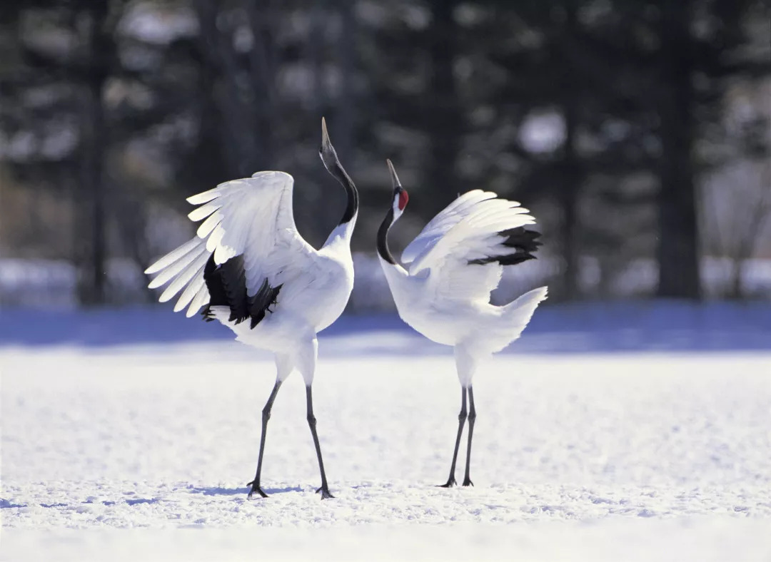 你也许不知道鹤才是中国最早的网红