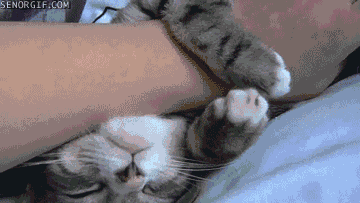 猫咪表情包蹭蹭图片