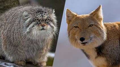 吸什么毛球最回血当然是兔狲藏狐这对cp