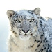 Mac OS X Snow Leopard