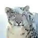 Mac OS X Snow Leopard