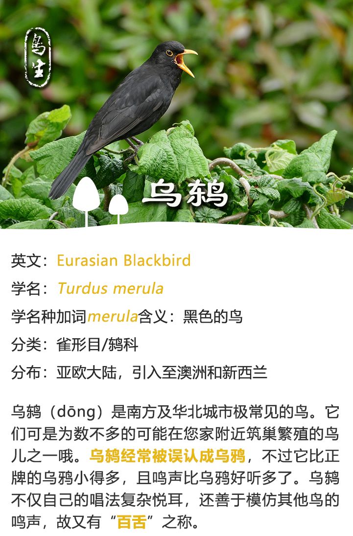 黑鸟不黑乌鸫的中文名和英文名(blackbird)对应的特征出奇地一致:黑