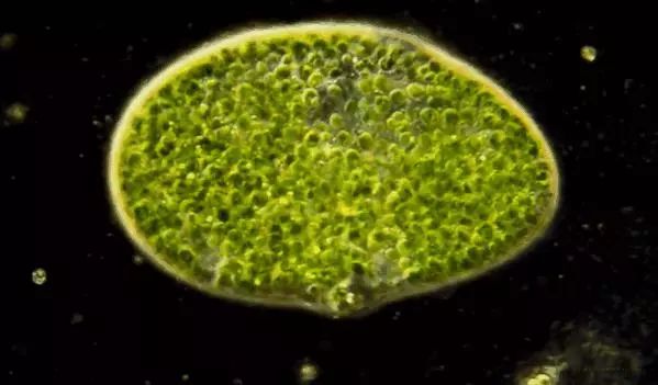 包租婆绿草履虫与租户们的美好人生