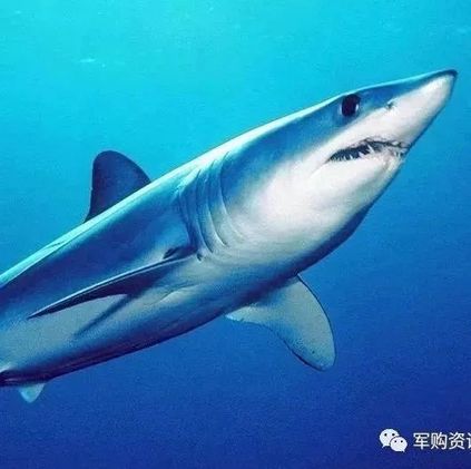 美国陆军研究灰鲭鲨皮肤以建造飞行速度更快的飞行器