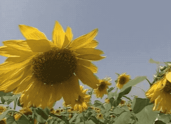 太阳东升西落那向日葵会在天亮前齐刷刷猛甩头吗