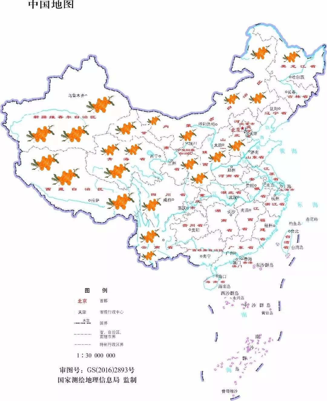 在中西部等贫困地区种植防风固沙的沙棘,成活率又高,成林还快,一不