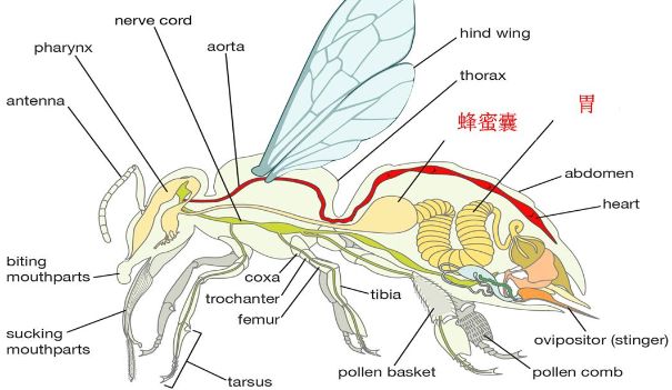 你喝的蜂蜜是蜜蜂吐出来还是拉出来的