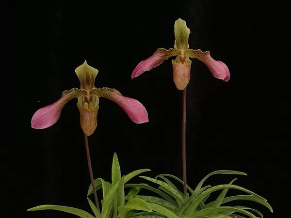 研究人员育成系列兜兰新品种