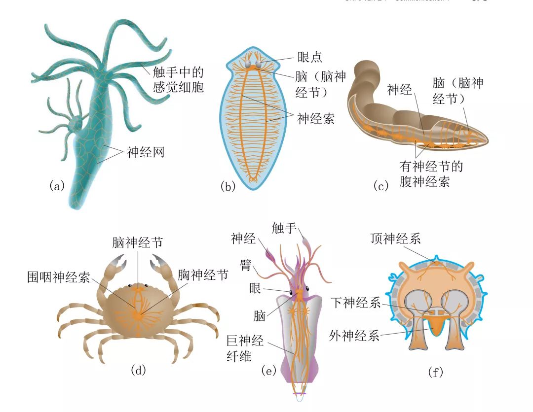 从简单到复杂的演化过程,是多细胞动物的身体结构日益大型化和复杂化