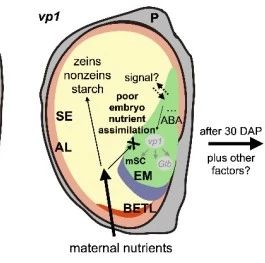 研究揭示玉米籽粒中储藏蛋白从胚乳向胚重分配的分子调控机制 专知