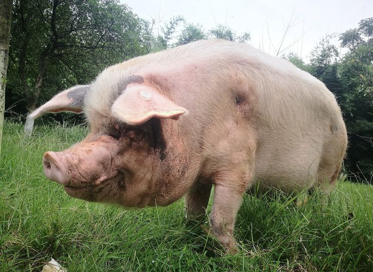 消失的中国土猪