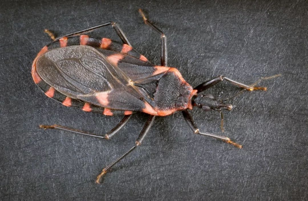 蚊子已经很可怕了而这些吸血昆虫能让你感受真正的恐惧