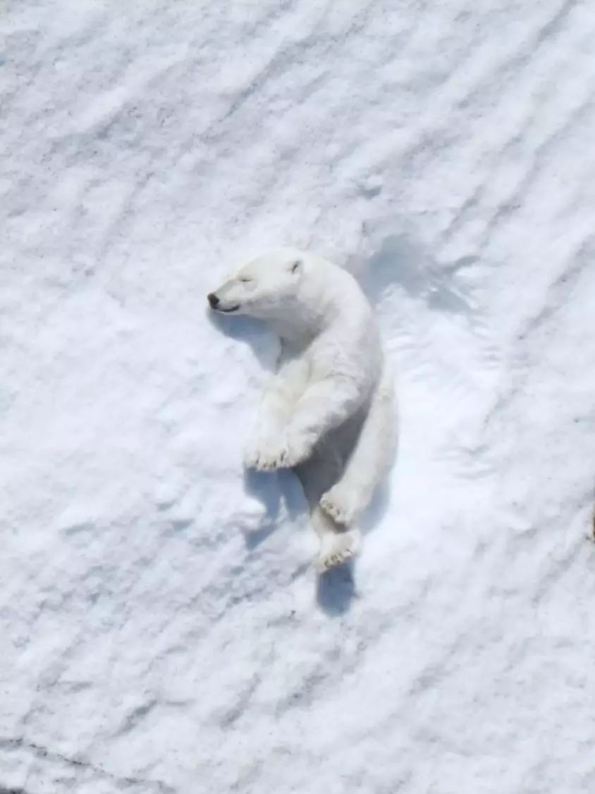 北欧——北极熊追踪保护