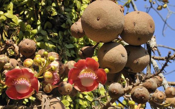 纳尼这世上还真有炮弹树所以能吃吗