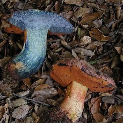 揪一下蘑菇,它怎么瞬间变色了? - 专知