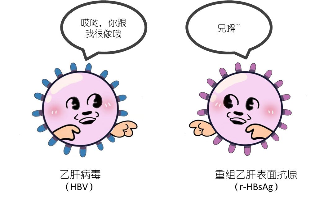 乙肝疫苗的自白