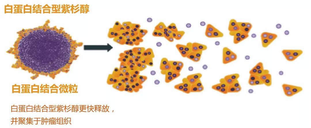 恒瑞白蛋白结合型紫杉醇艾越03重磅上市源于紫杉超越紫杉