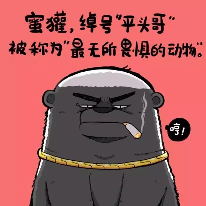 平头哥是蜜獾的别称取名「hhb平头哥」还有他昨晚刚刚开业的音乐酒吧