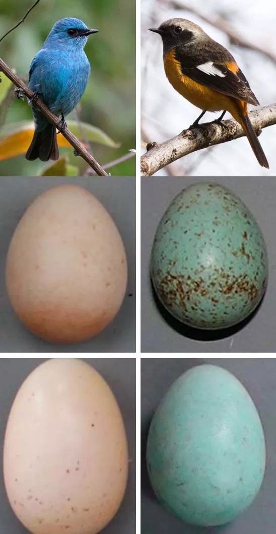 杜鹃的蛋如何不被寄生的鸟妈妈识别出来呢?大自然中从来没有傻子